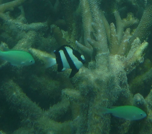 Dascyllus aruanus