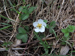 Fragaria nubicola