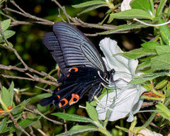 Papilio demetrius