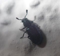 Necrobia violacea