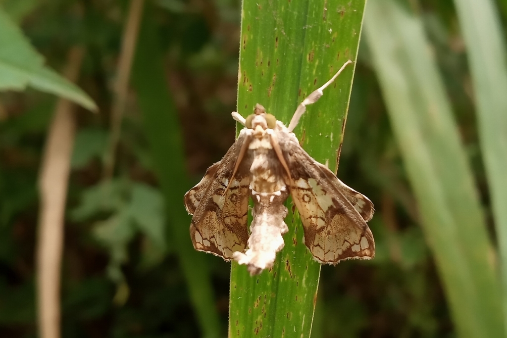 Sweet Potato Moth