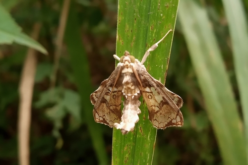 Sweet Potato Moth