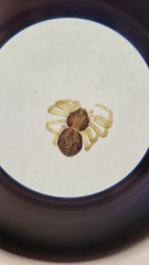 Pulchellodromus glaucinus