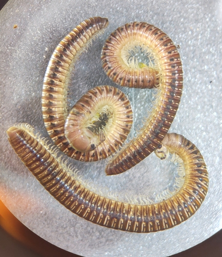 Oriulus venustus photo 5