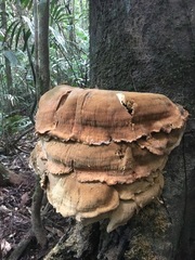 Bondarzewiaceae