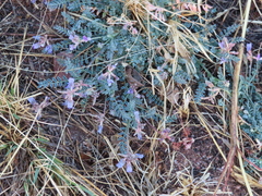 Astragalus nothoxys