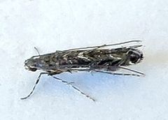Neurobathra strigifinitella