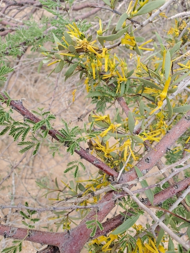 Loranthella welwitschii image