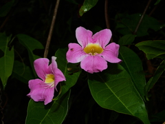 Bignonia aequinoctialis