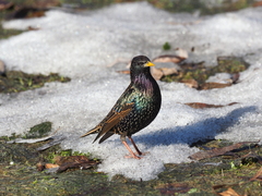 Sturnus vulgaris