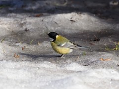 Parus major