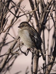 Passer domesticus