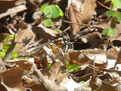 Anthanassa texana seminole