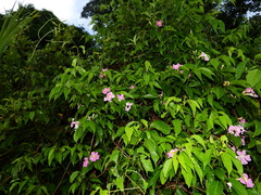 Bignonia aequinoctialis