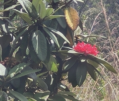 Rhododendron arboreum