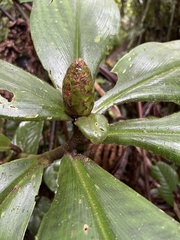 Costus malortieanus