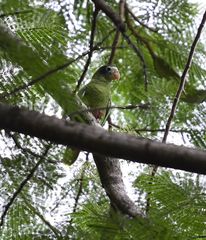 Amazona ventralis