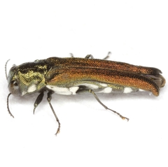 Agrilus latifrons