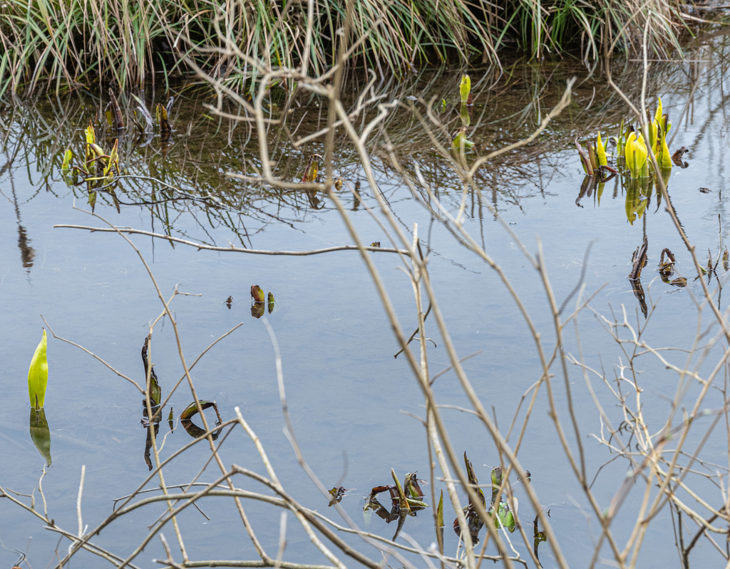 western skunk cabbage from Greater Vancouver, British Columbia, Canada