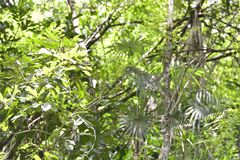 Anthracothorax dominicus