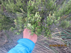 Ozothamnus leptophyllus