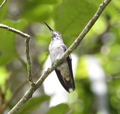 Anthracothorax dominicus