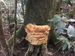 Bondarzewiaceae