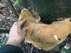 Bondarzewiaceae