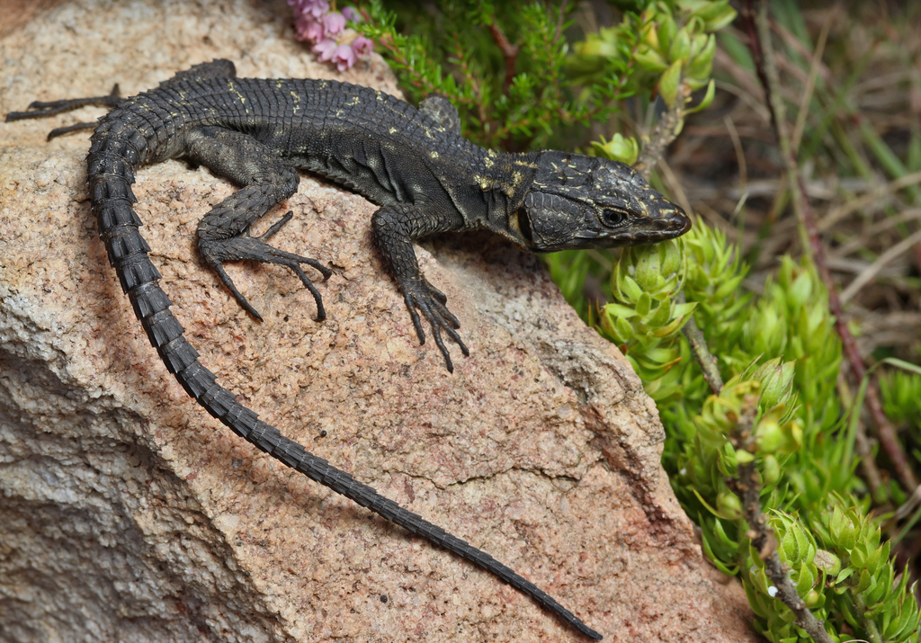 Graceful Crag Lizard