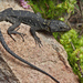 Graceful Crag Lizard - Photo no rights reserved, uploaded by Oliver Angus
