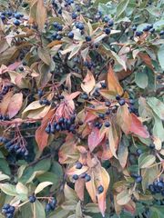 Viburnum tinus