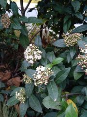Viburnum tinus