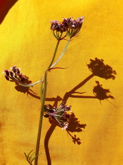Ostericum tenuifolium