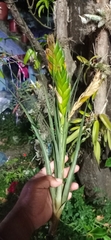 Tillandsia flavobracteata