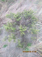 Ozothamnus leptophyllus