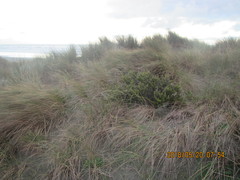 Ozothamnus leptophyllus