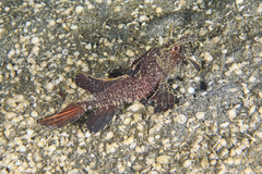 Pteroidichthys amboinensis