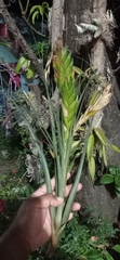 Tillandsia flavobracteata