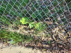 Cucurbita maxima maxima