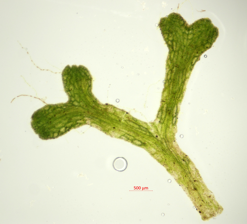 Riccia fluitans