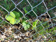 Cucurbita maxima maxima