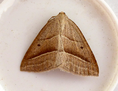 Petrophora chlorosata