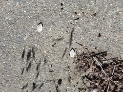 Cucurbita maxima maxima