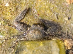 Pisidia