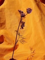 Ostericum tenuifolium