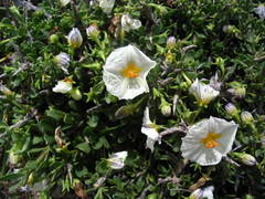 Lycianthes