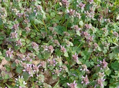Lamium purpureum