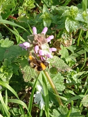 Bombus
