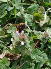 Bombus