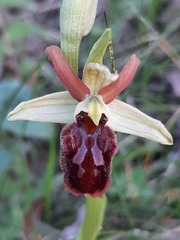 Ophrys exaltata arachnitiformis